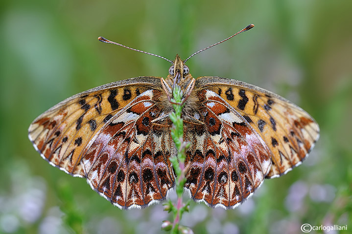 Boloria titania