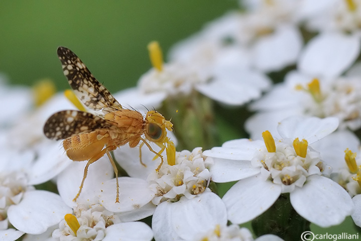 identificazione tephrididae ?