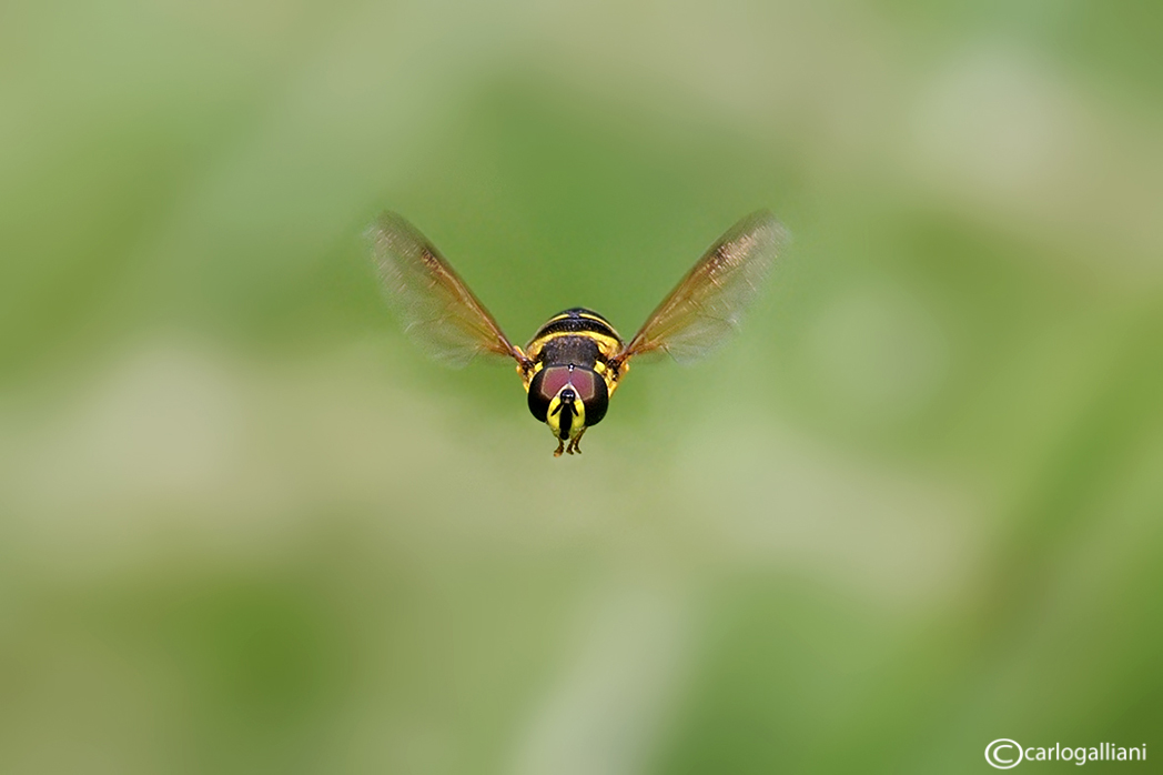 Chrysotoxum festivum ? in volo