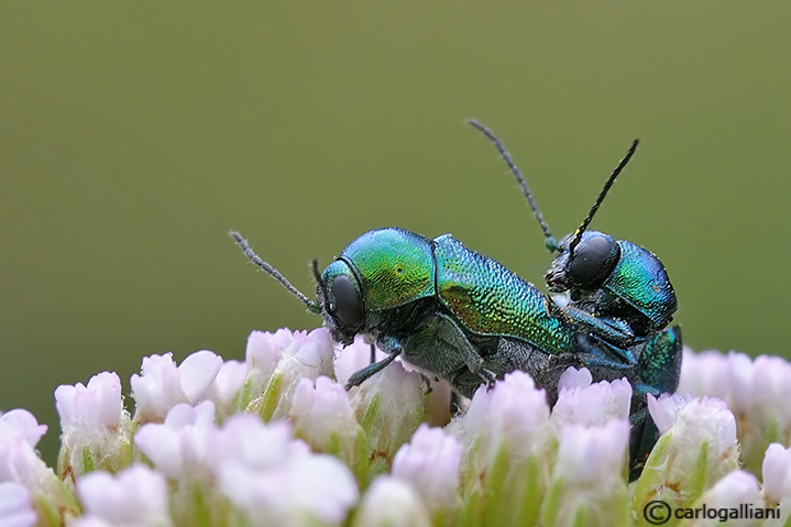 Coleotteri in accoppiamento: Cryptocephalus transiens