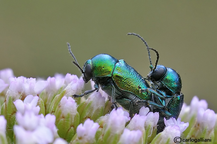 Coleotteri in accoppiamento: Cryptocephalus transiens