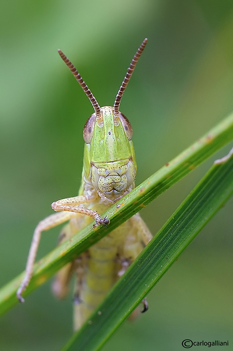 Facce da Ortotteri