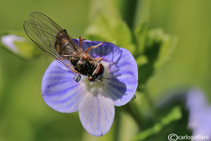 Melanostoma cf. mellinum (Syrphidae)