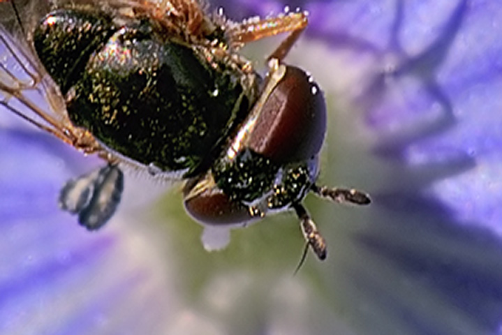 Melanostoma cf. mellinum (Syrphidae)