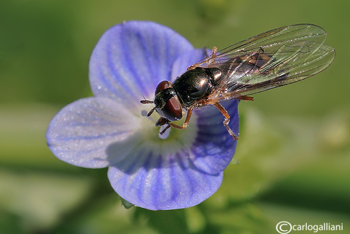 Melanostoma cf. mellinum (Syrphidae)