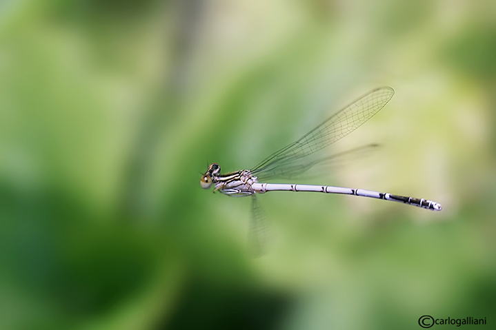 Odonati in volo