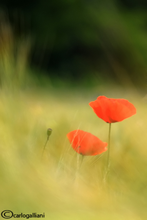 Interpretazione di un campo di grano con papaveri