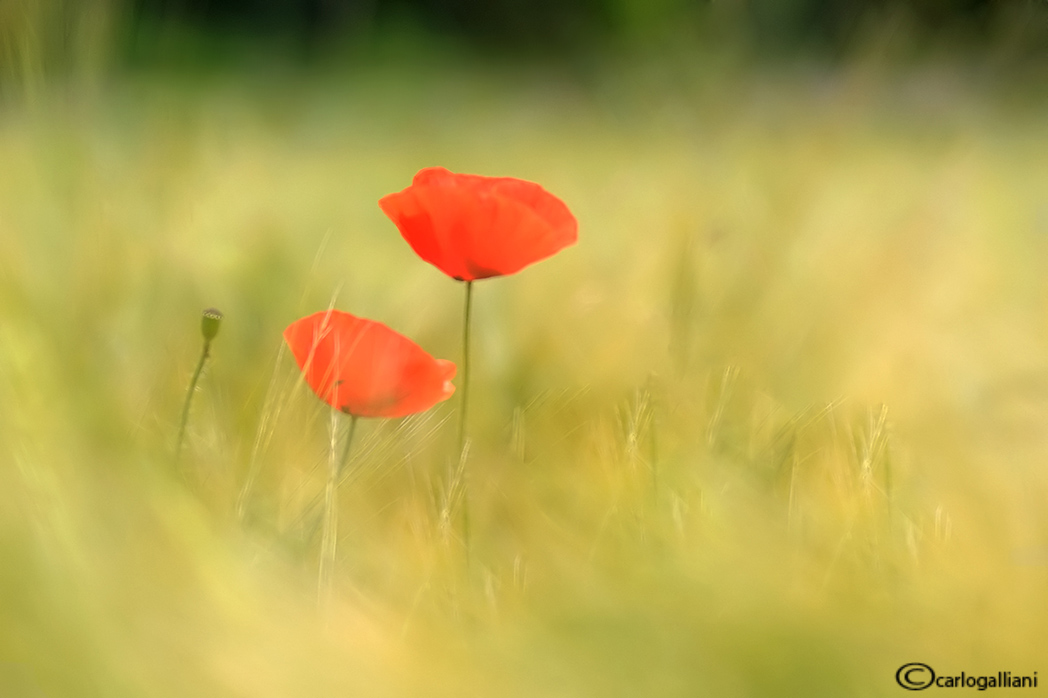 Interpretazione di un campo di grano con papaveri