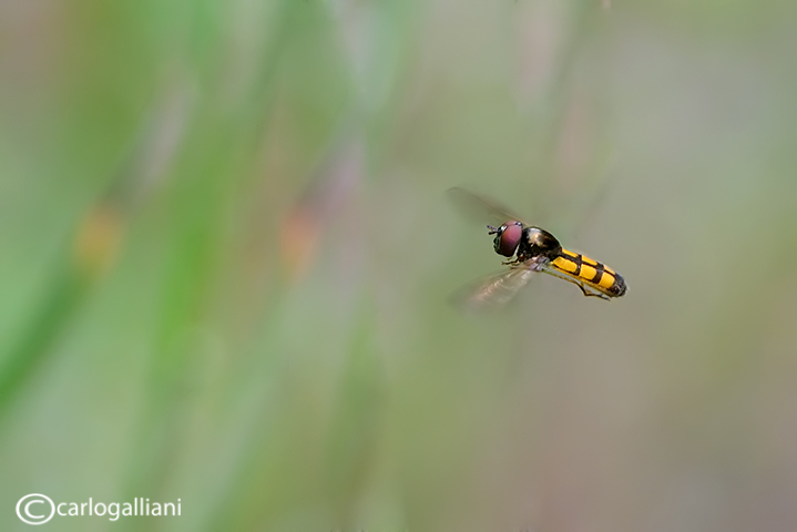 Minuscolo Syrphidae in volo-identificazione