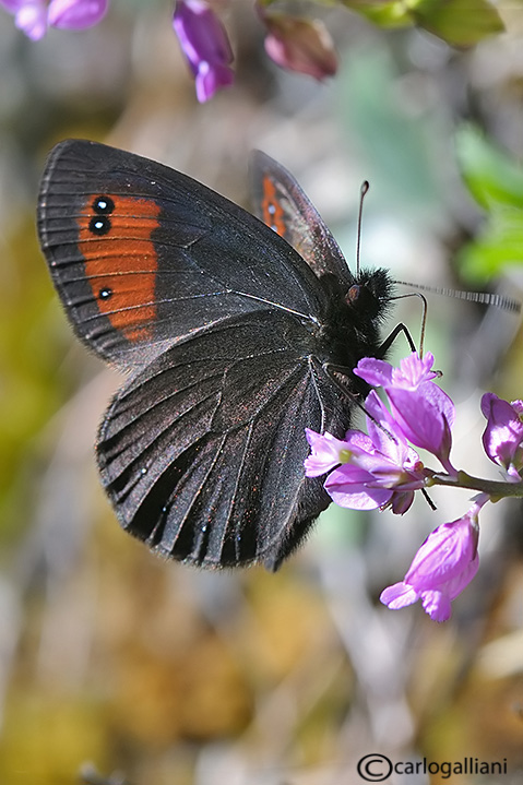 Erebia meolans ?