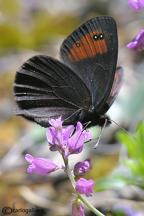 Erebia meolans ?