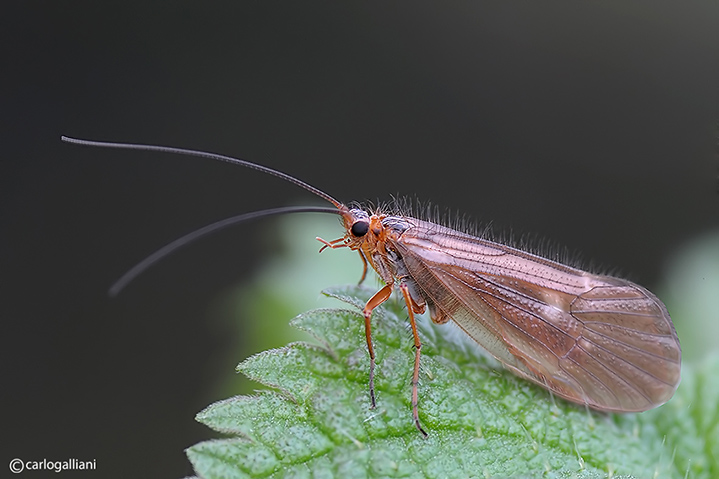 Chaetopteryx sp.