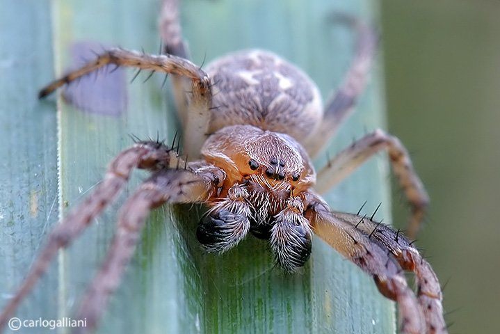 Larinioides sp.