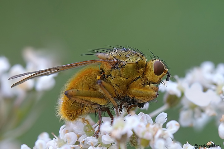 Scatophaga stercoraria in accoppiamento.