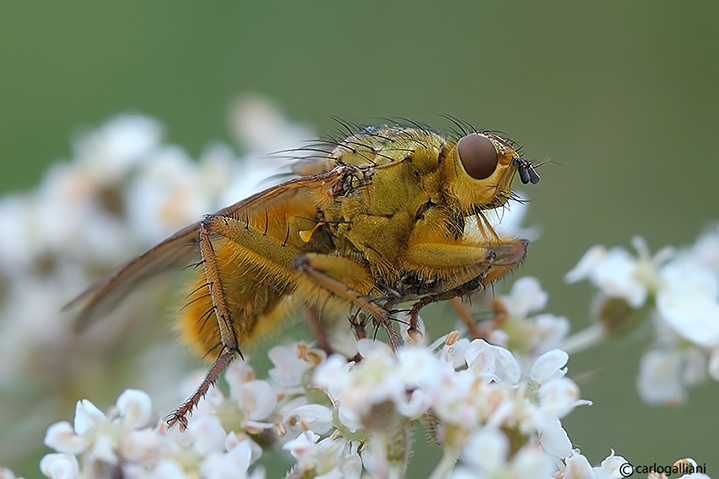 Scatophaga stercoraria in accoppiamento.