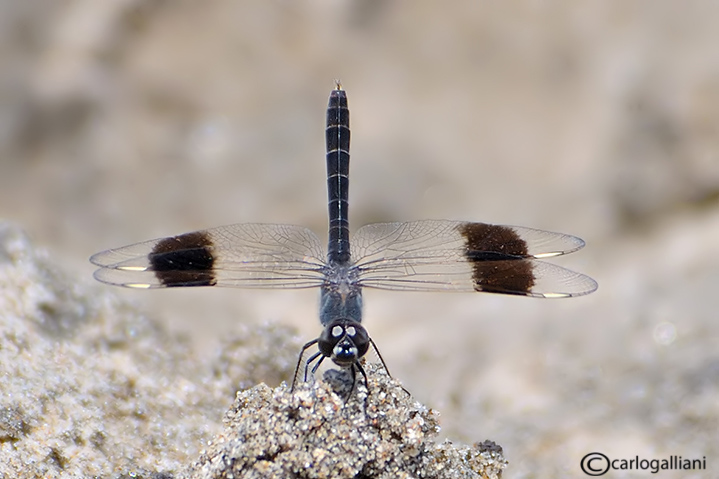 Un paio di dubbi: Crocothemis sp. e Brachythemis impartita