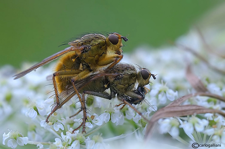 Scatophaga stercoraria in accoppiamento.