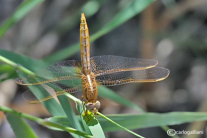 Un paio di dubbi: Crocothemis sp. e Brachythemis impartita