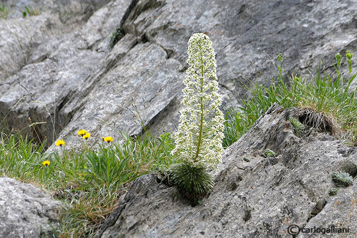 Saxifraga longifolia