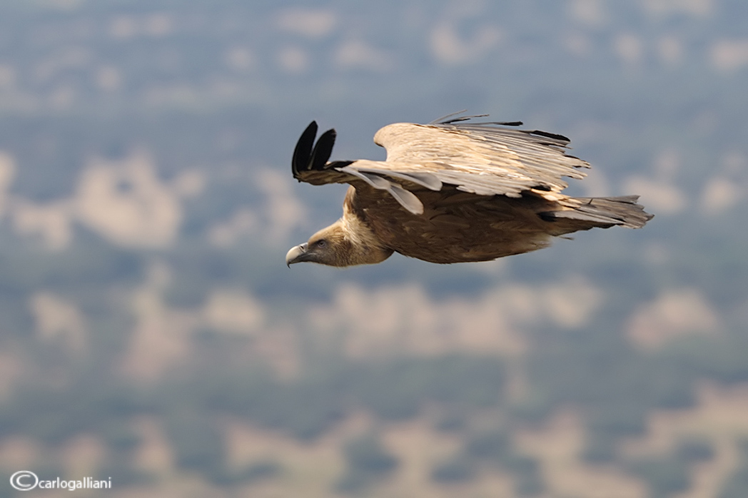 I rapaci dell''Extremadura