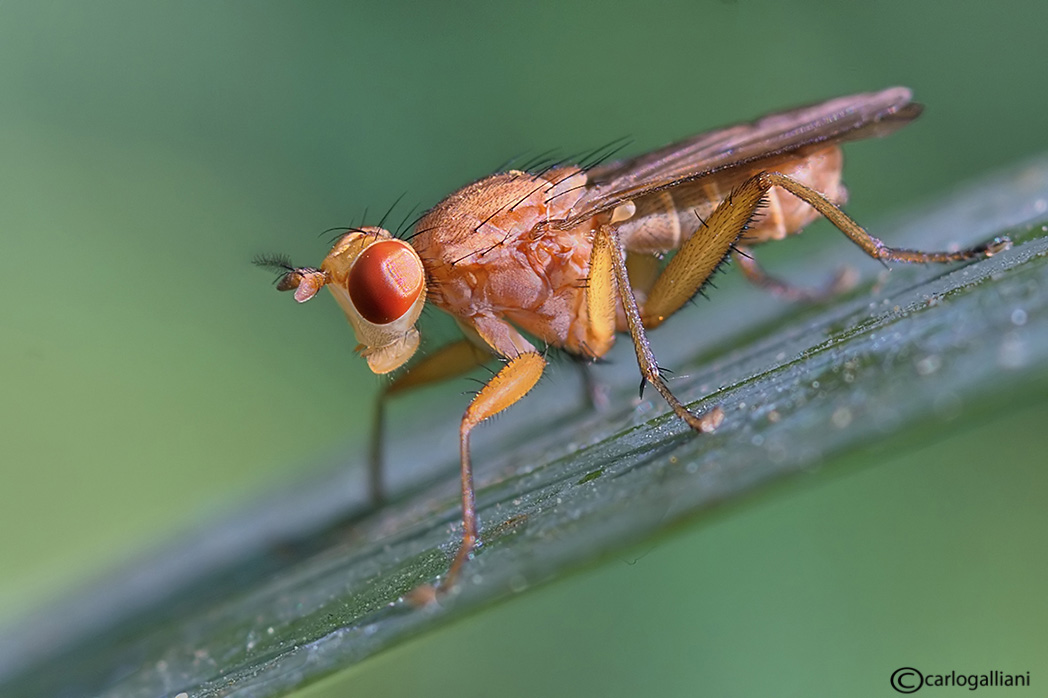 Tetamocera ?