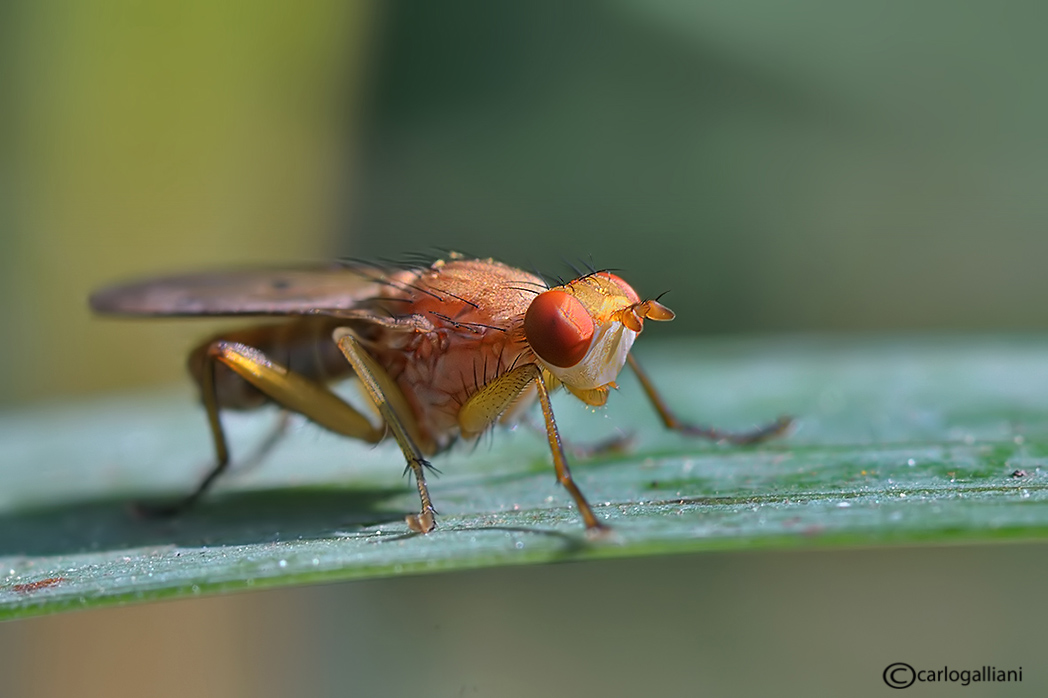 Tetamocera ?