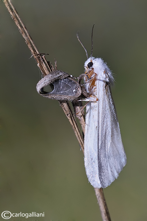 Identificazione falena