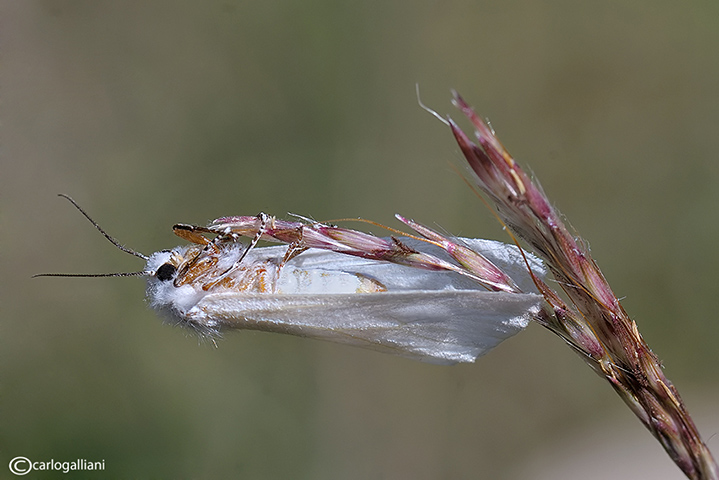 Identificazione falena