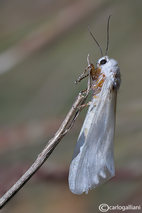 Identificazione falena