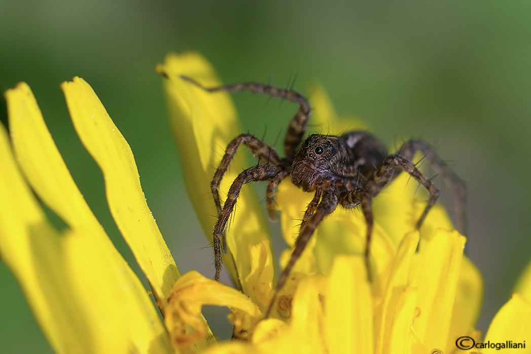 Pardosa sp.