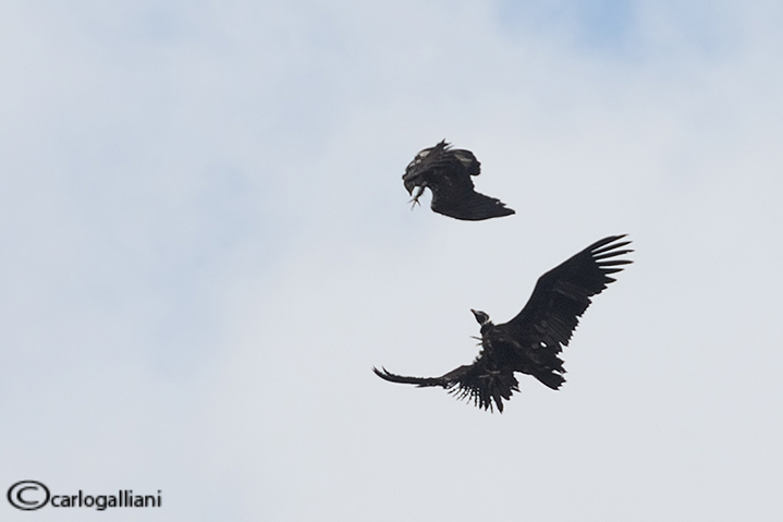 Aquila imperiale spagnola