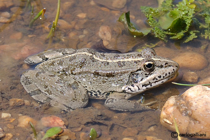 Rana peretzi ? Pelophylax perezi (Pirenei)