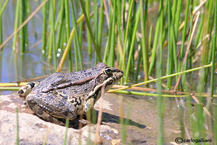 Rana peretzi ? Pelophylax perezi (Pirenei)