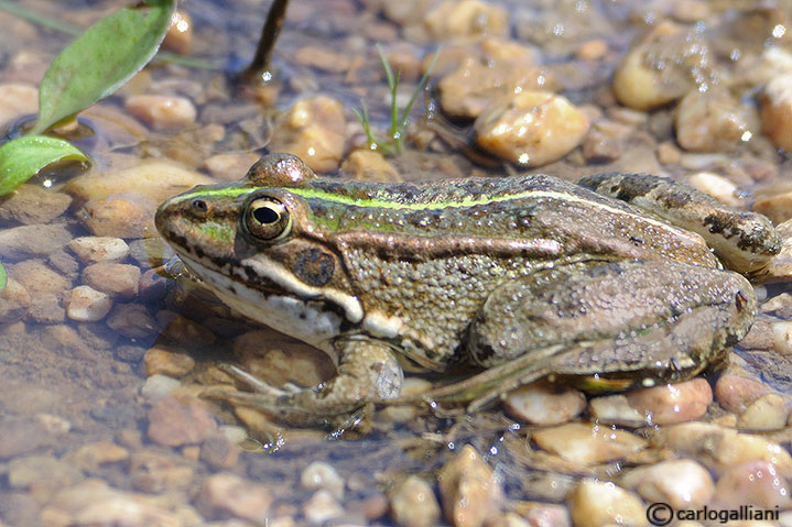 Rana peretzi ? Pelophylax perezi (Pirenei)