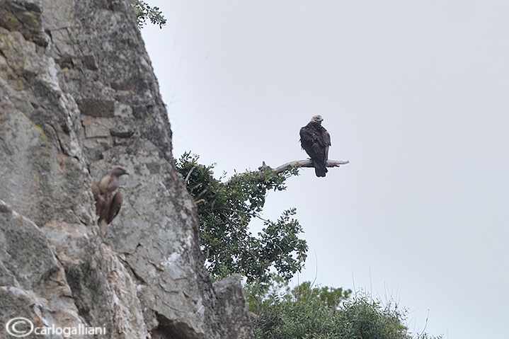 Aquila imperiale spagnola