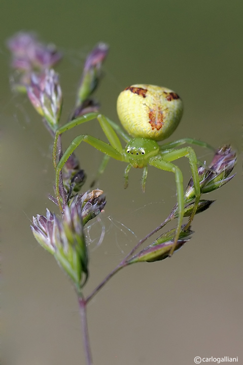 Ebrechtella tricuspidata