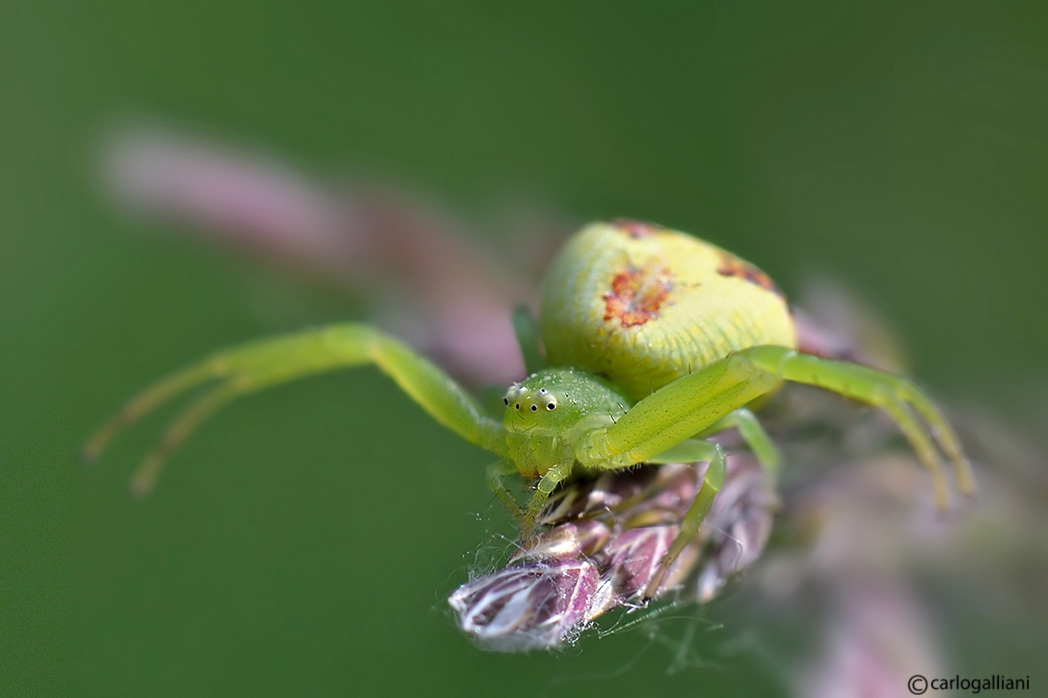 Ebrechtella tricuspidata