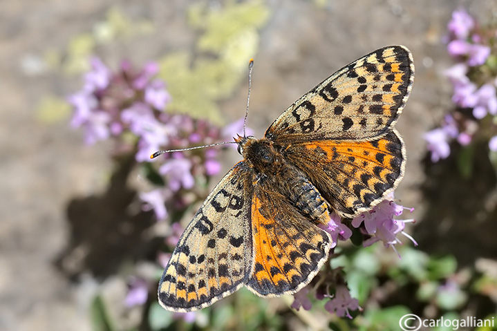 Nymphalidae lato a