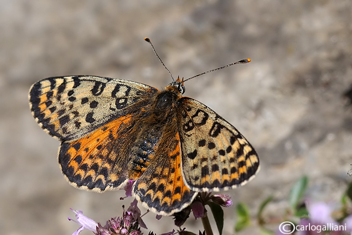 Nymphalidae lato a