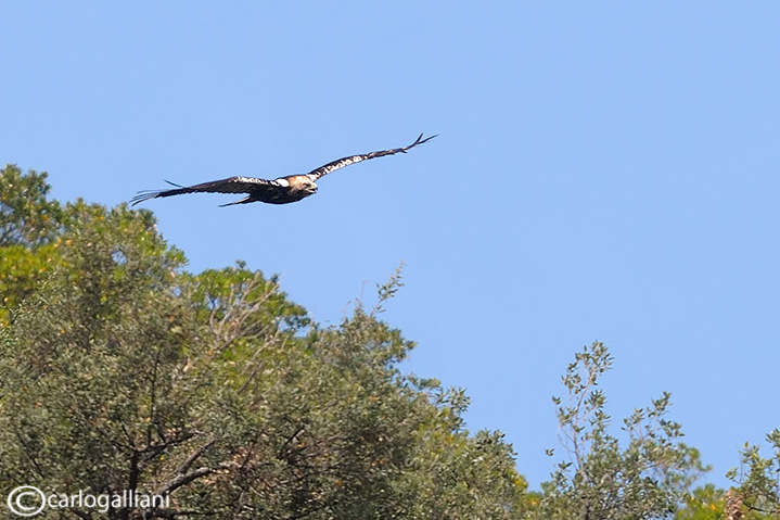 Aquila imperiale spagnola