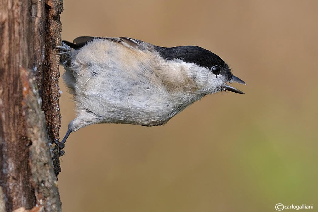 Cincia bigia