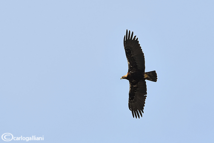 Aquila imperiale spagnola