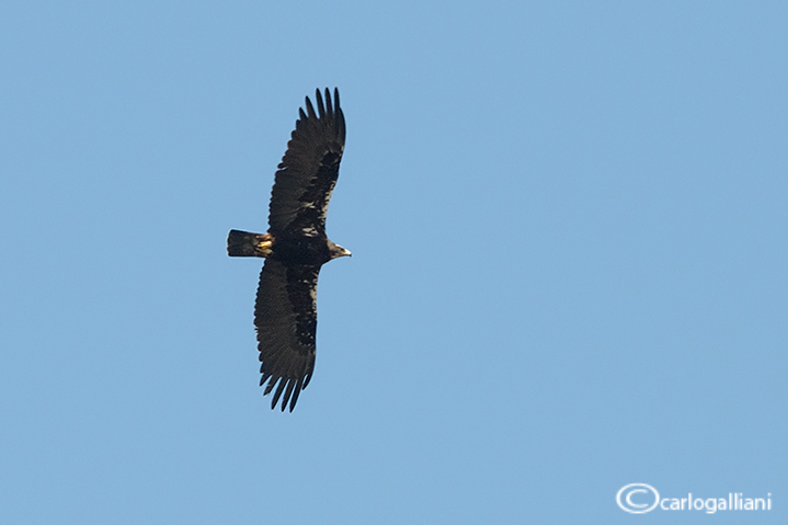 Aquila imperiale spagnola