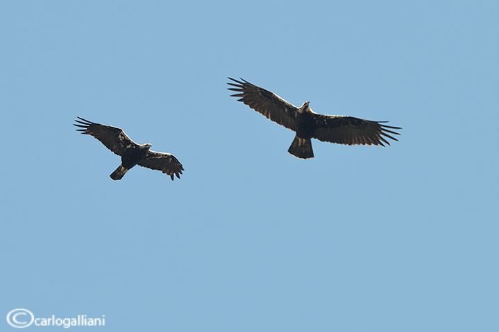 Aquila imperiale spagnola