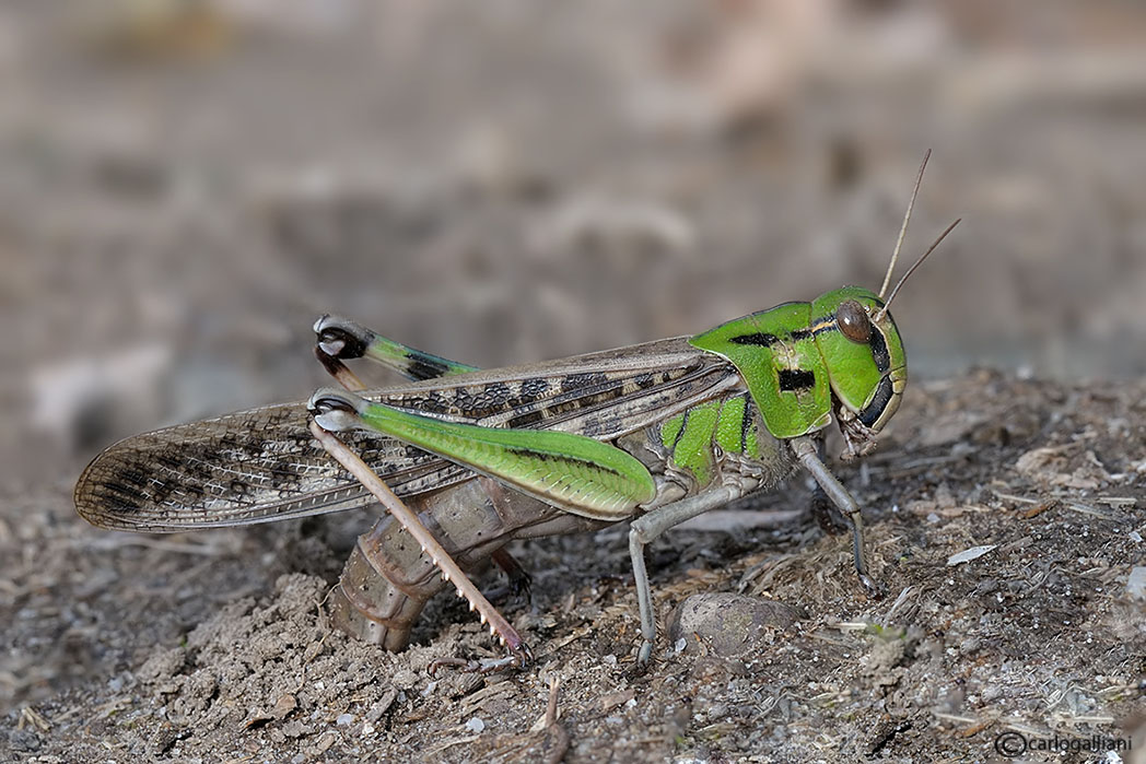 Locusta migratoria in ovodeposizione