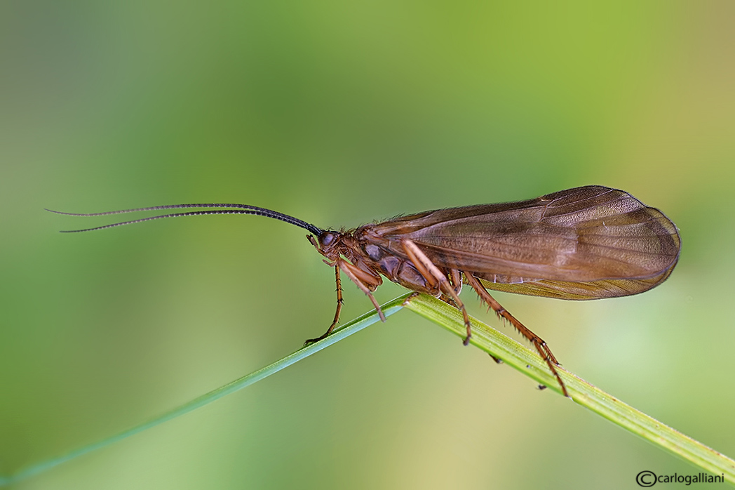 Anabolia sp.