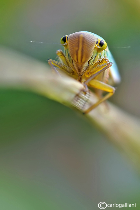 Cicadella viridis-scatti psichedelici