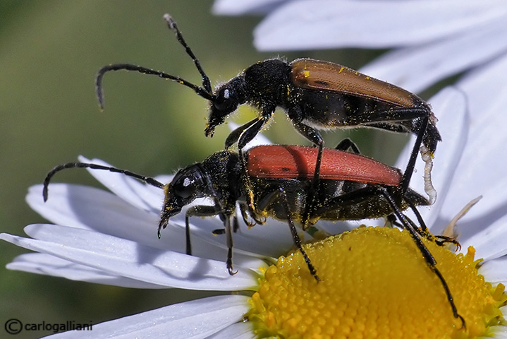 Coleotteri ident. + domanda