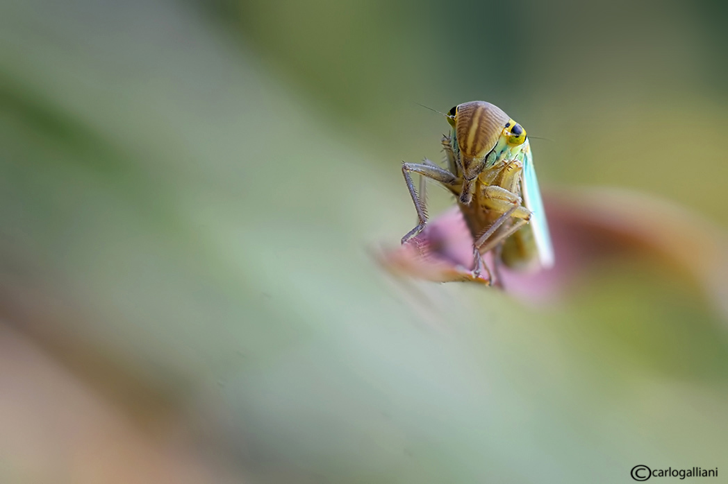 Cicadella viridis-scatti psichedelici