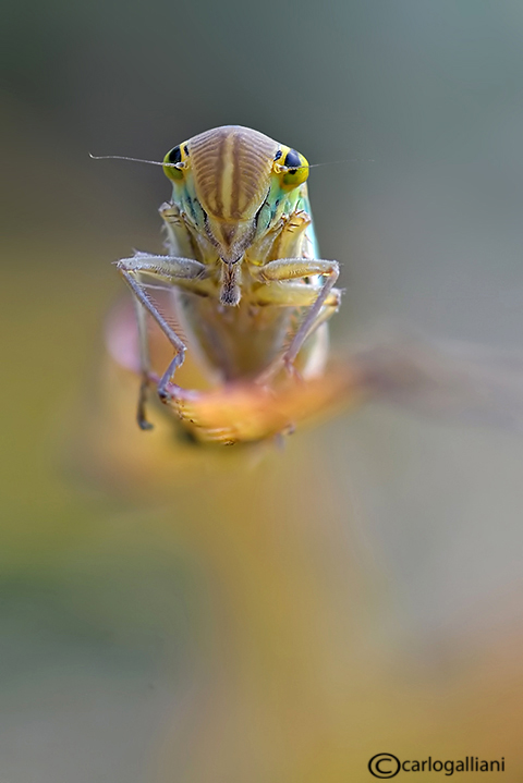 Cicadella viridis-scatti psichedelici